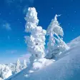 Icon of program: Snowfall Screensaver